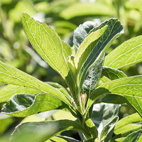 Formulating sustainably with stevia