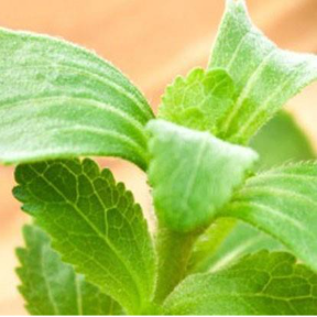 Close-up of fresh green stevia leaves with visible texture and detail, set against a soft blurred background