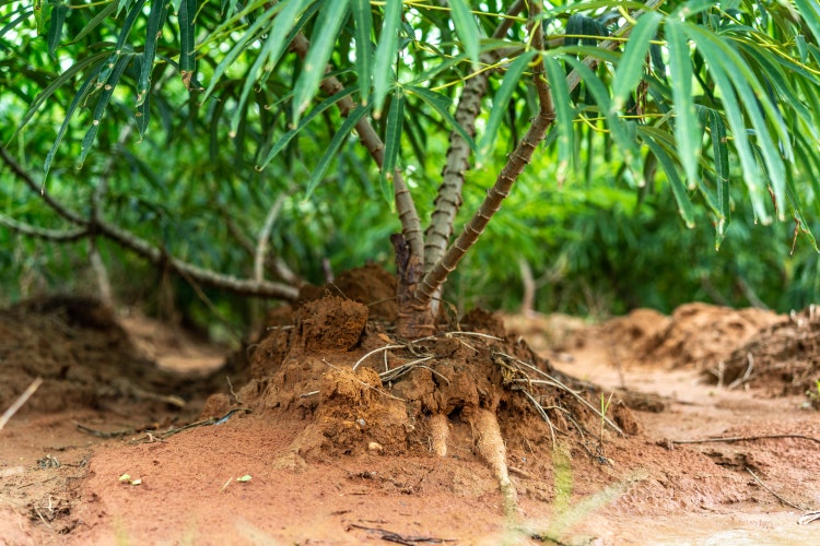 Cassava plant with exposed roots growing in fertile soil on a tropical farm, showing healthy tuber development and sustainable agriculture conditions