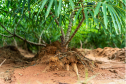 Cassava plant with exposed roots growing in fertile soil on a tropical farm, showing healthy tuber development and sustainable agriculture conditions
