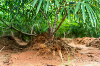 Cassava plant with exposed roots growing in fertile soil on a tropical farm, showing healthy tuber development and sustainable agriculture conditions