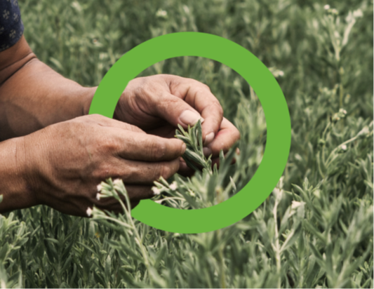 ステビア甘味料 トップページ