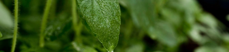 ステビアの安全性