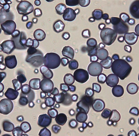 スターチベーシック