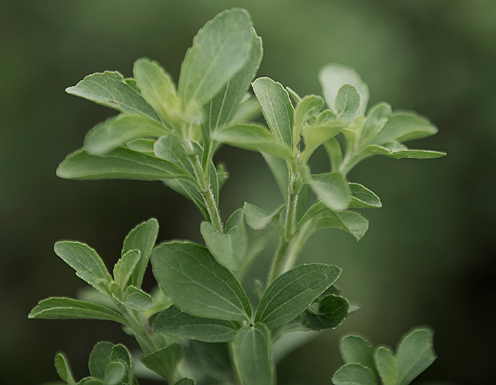 Close-up of a stevia plant