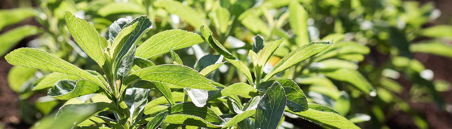 Close-up of stevia plant