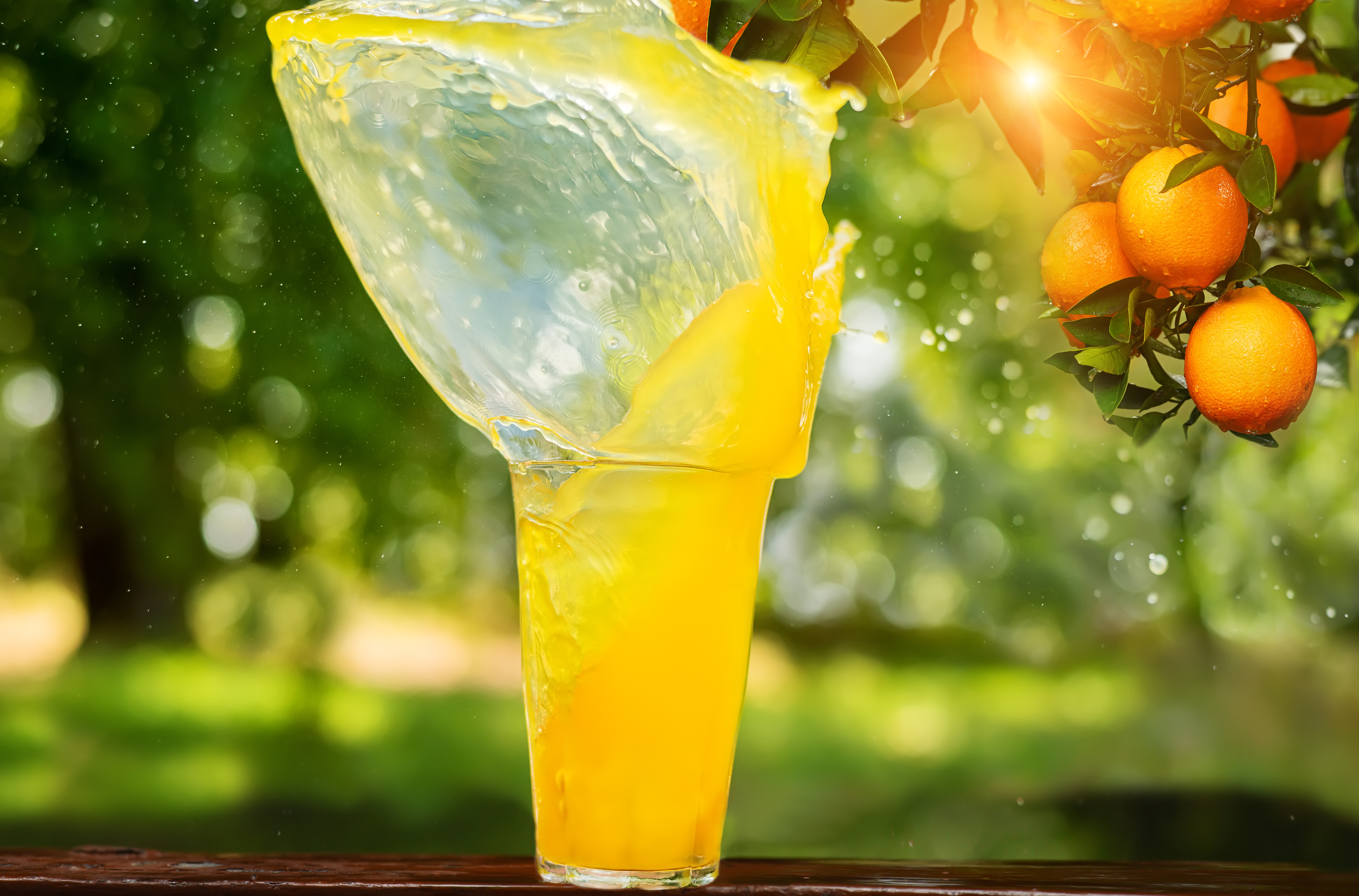 A glass with a bright orange splashing drink against the background of a branch with oranges in the garden.