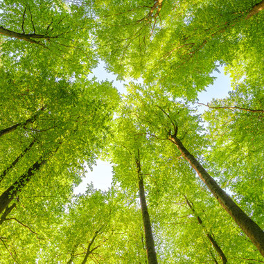 Thick forest canopy