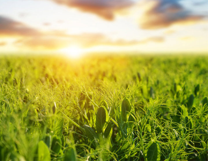 Sunset over a field of rice