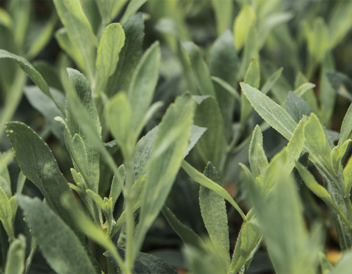 Close-up of stevia plants