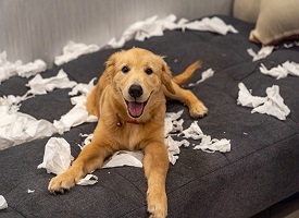 Cute golden retriever dog playing with toilet paper on messy sofa