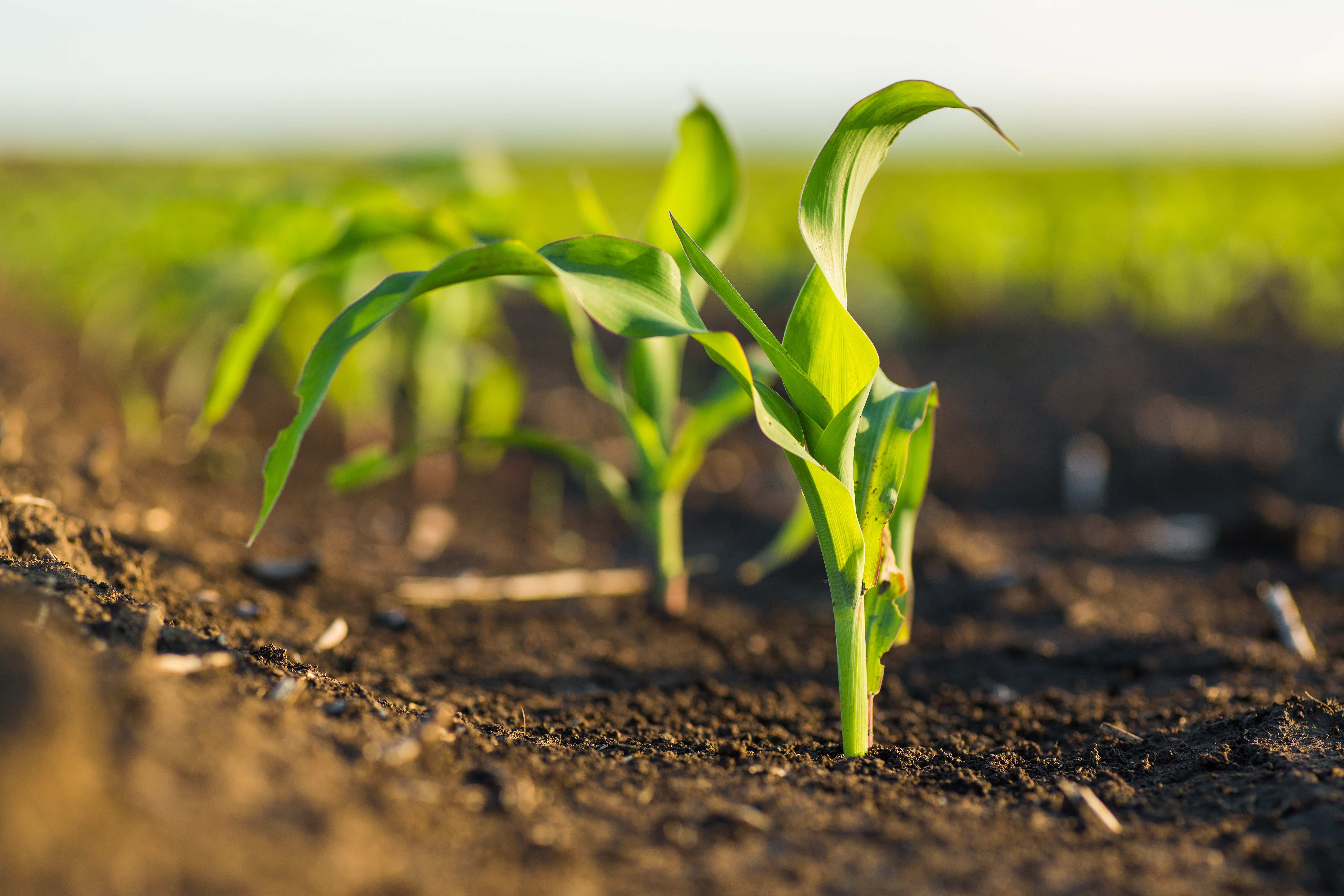 Green corn maize field in early stage