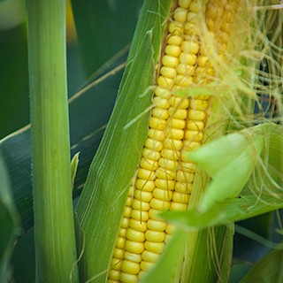 Ingredion宜瑞安完成对山东华农特种玉米开发有限公司的收购