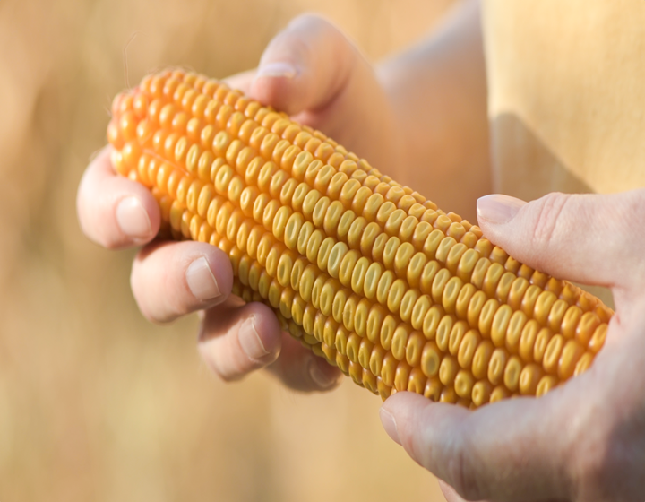 Hands holding a ripe ear of corn in a field, showcasing golden kernels and high-quality maize harvest