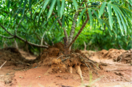 Cassava plant with exposed roots growing in fertile soil on a tropical farm, showing healthy tuber development and sustainable agriculture conditions