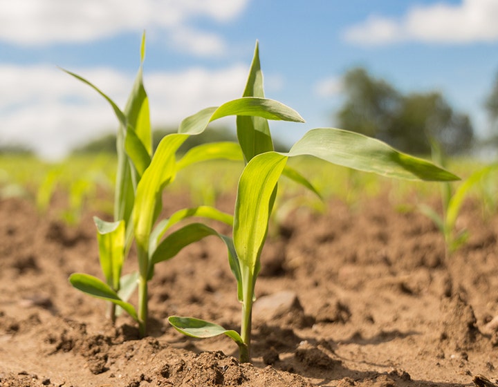 Green plants growing from brown soil
