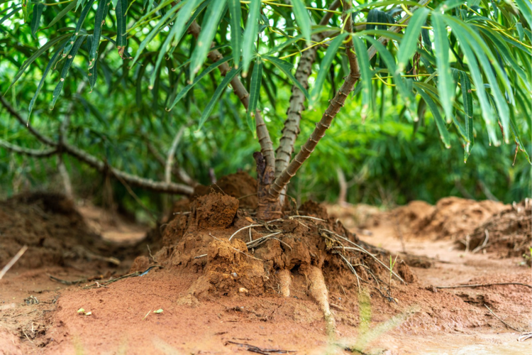Cassava plant with exposed roots growing in fertile soil on a tropical farm, showing healthy tuber development and sustainable agriculture conditions