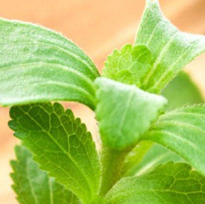 arugula plant Astro Arugula main image 1