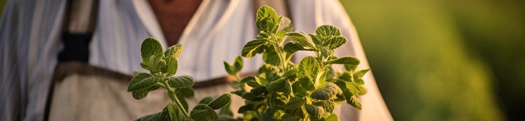 Stevia leaves held by farmer