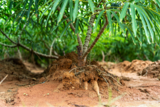 Cassava plant with exposed roots growing in fertile soil on a tropical farm, showing healthy tuber development and sustainable agriculture conditions