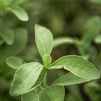 ¿Qué es la Stevia?