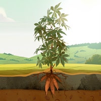 Calculadora de costos de la nueva generación de tapioca cerosa