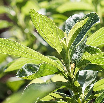 Close-up of stevia plant